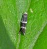Elachista sp.